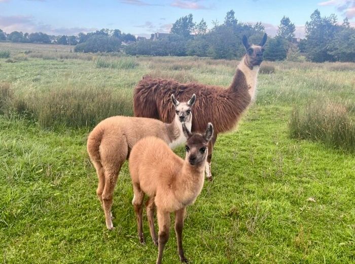 Llamas for sale