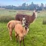 Llamas for sale Image 5