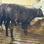 Aberdeen Angus Bulls Image 2