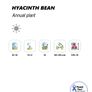 (B) Hyacinth Bean seeds (5s) (413881) Image 2