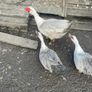 Muscovy trio Image 2