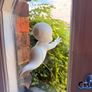 Casper the Friendly Ghost  Halloween Window Decoration Image 3