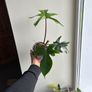Philodendron Squamiferum (Fuzzy Petiole) Image 3