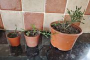 Dancing Bones House Plant