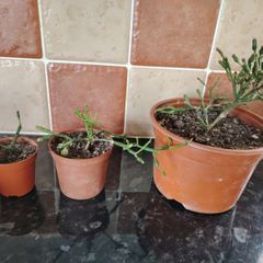 Dancing Bones House Plant