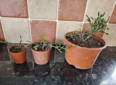 Dancing Bones House Plant