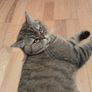 cat Image 3