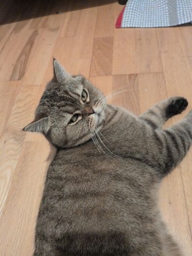 cat