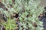 Lavender Hidcote