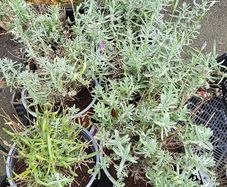 Lavender Hidcote
