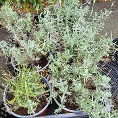 Lavender Hidcote