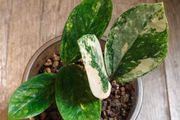 No.9 ZZ Plants Variegated