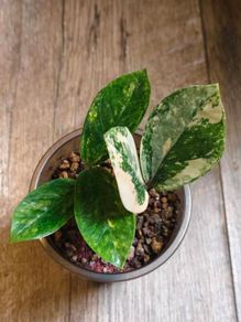 No.9 ZZ Plants Variegated