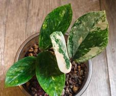 No.9 ZZ Plants Variegated