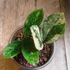 No.9 ZZ Plants Variegated