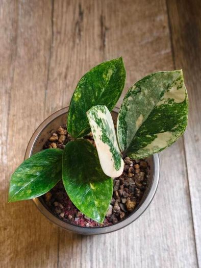No.9 ZZ Plants Variegated