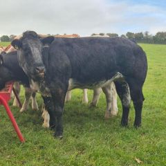 Show grade BBX heifer