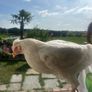 hen and rooster Image 2