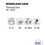 (S) Woodland Sage Seeds 0.1g Image 2