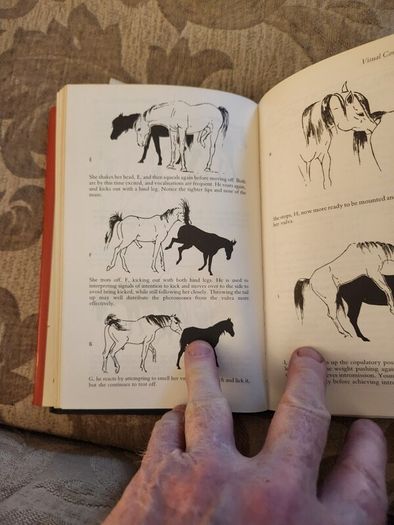The Behaviour Of Horses. In Relation To Managment And Training.  By Dr Marthe Kiley-worthington. First Edition Hardback With Dustjacket In Good Condition.