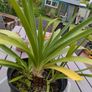 agapanthus plant Image 2