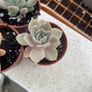 succulents Image 2