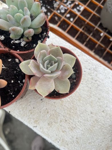 succulents