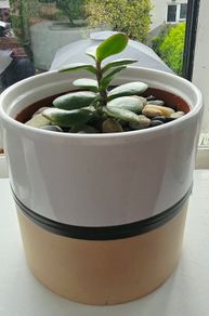 money tree
