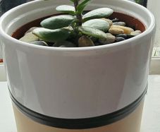 money tree