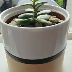 money tree