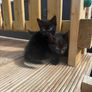 kittens Image 2