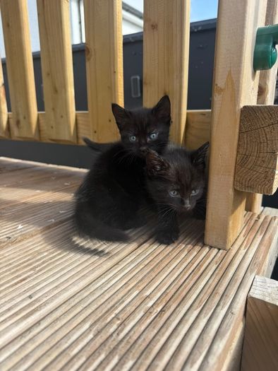 kittens