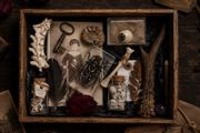 The Forgotten Curator Curators Tray No 1 of 30 Oddity Curiosity Collection