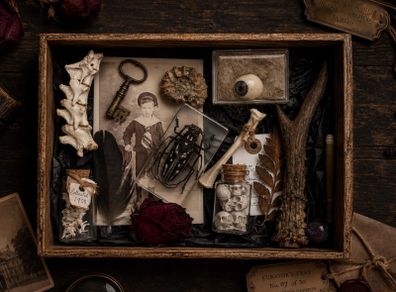 The Forgotten Curator Curators Tray No 1 of 30 Oddity Curiosity Collection