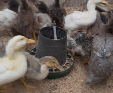 Ducks and American Brahamas chicks
