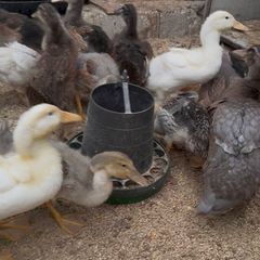 Ducks and American Brahamas chicks