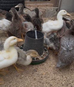 Ducks and American Brahamas chicks