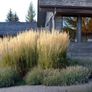 calamagrostis karl foerster - ornamental grass Image 3