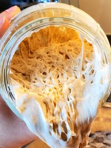 sourdough starter