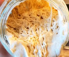 sourdough starter
