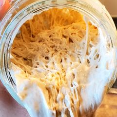 sourdough starter