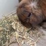 rabbit Image 7