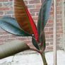 Ficus Elastica Rubber Plant Image 2