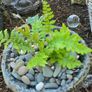 "A fern in a handmade cement pot Image 2