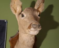 Deer taxidermy
