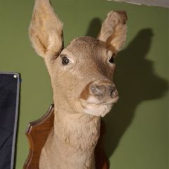 Deer taxidermy