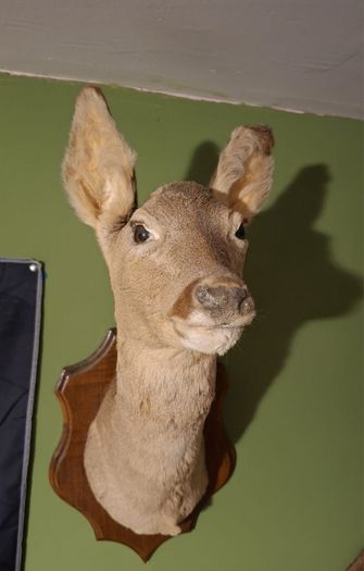 Deer taxidermy