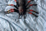 Robo alive spider