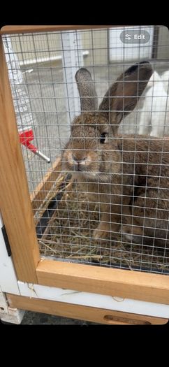 Rabbit