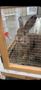 Rabbit
